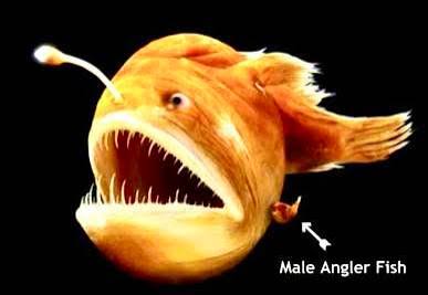 Anglerfische